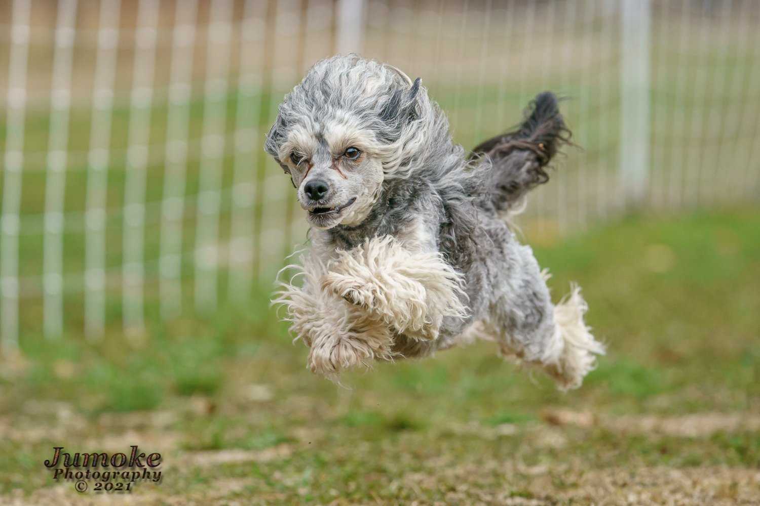 BVKA & MBKC Fast CATs in LYNDEN, WA May 17-19, 2025