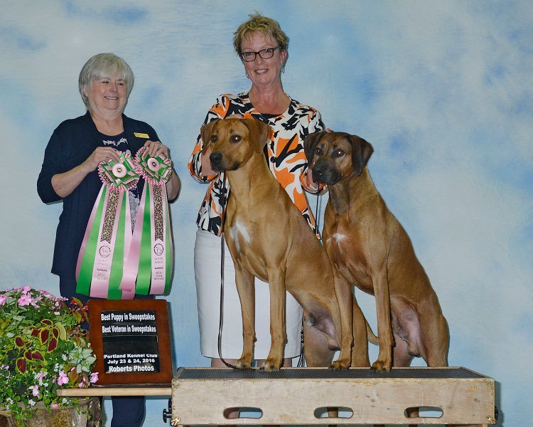 Teri Kruse Puppy Sweeps.jpg