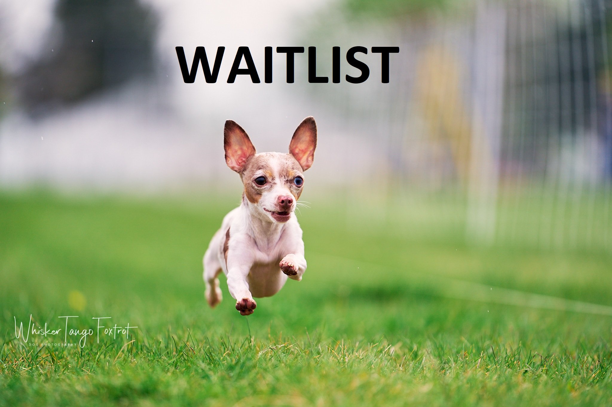 WAITLIST FOR LYNDEN FAST CATS May 17-19, 2025